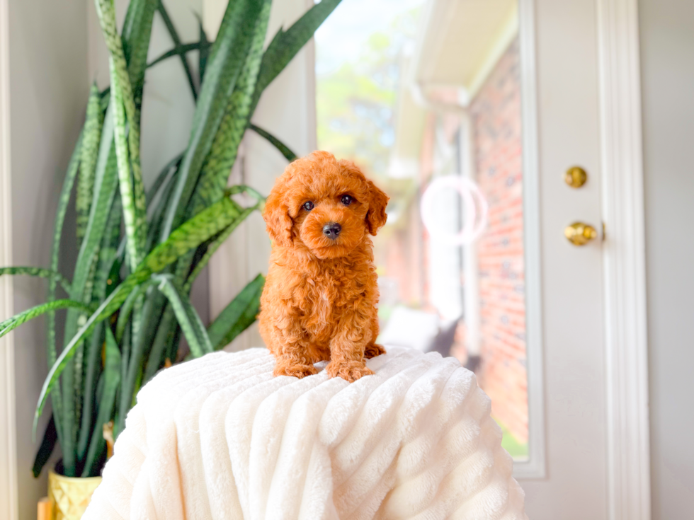 Cute Cavapoo Baby