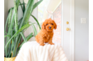 Cute Cavapoo Poodle Mix Pup