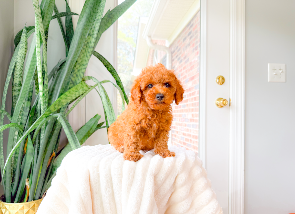 Cute Cavapoo Poodle Mix Pup