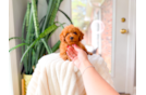 Best Cavapoo Baby