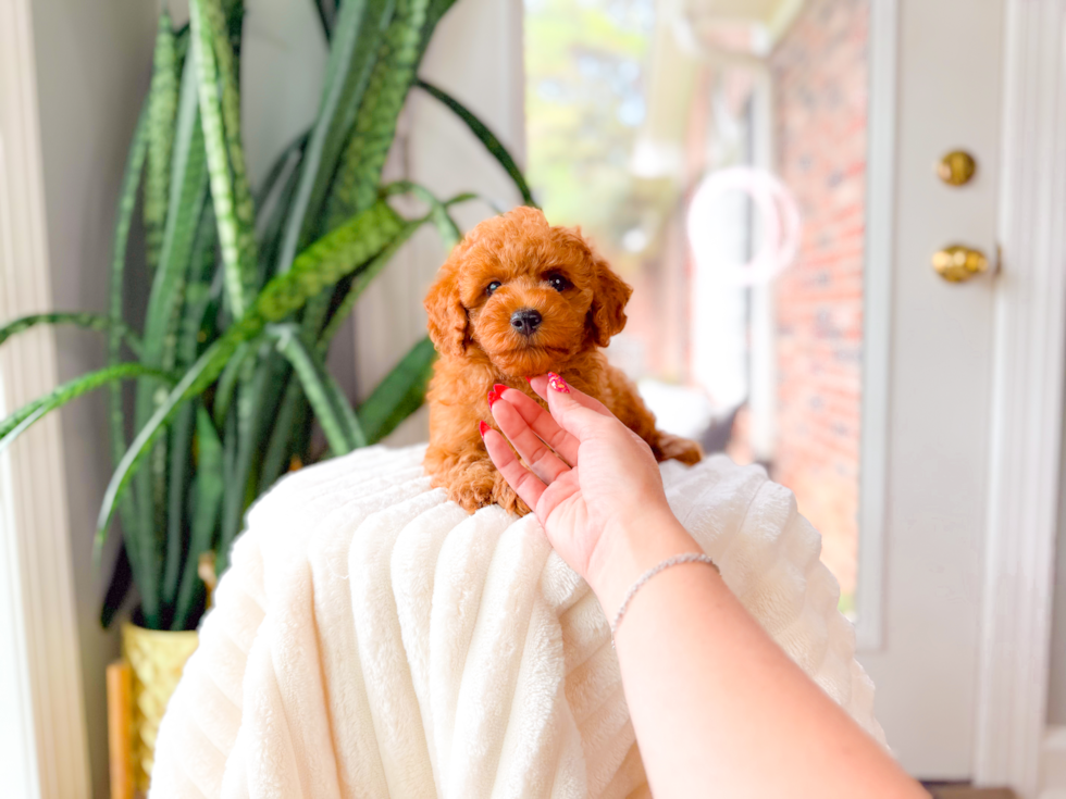 Best Cavapoo Baby