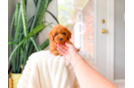 Cute Cavapoo Poodle Mix Pup