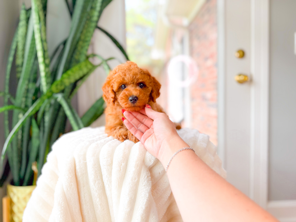 Cute Cavapoo Poodle Mix Pup
