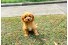 Cute Cavapoodle Poodle Mix Puppy