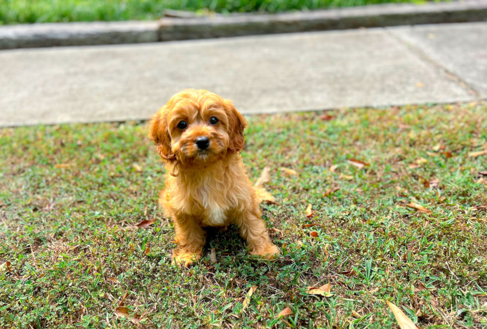 Cute Cavapoodle Poodle Mix Puppy