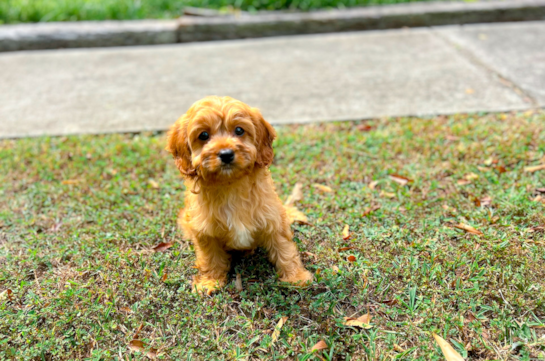 Cute Cavapoodle Poodle Mix Puppy