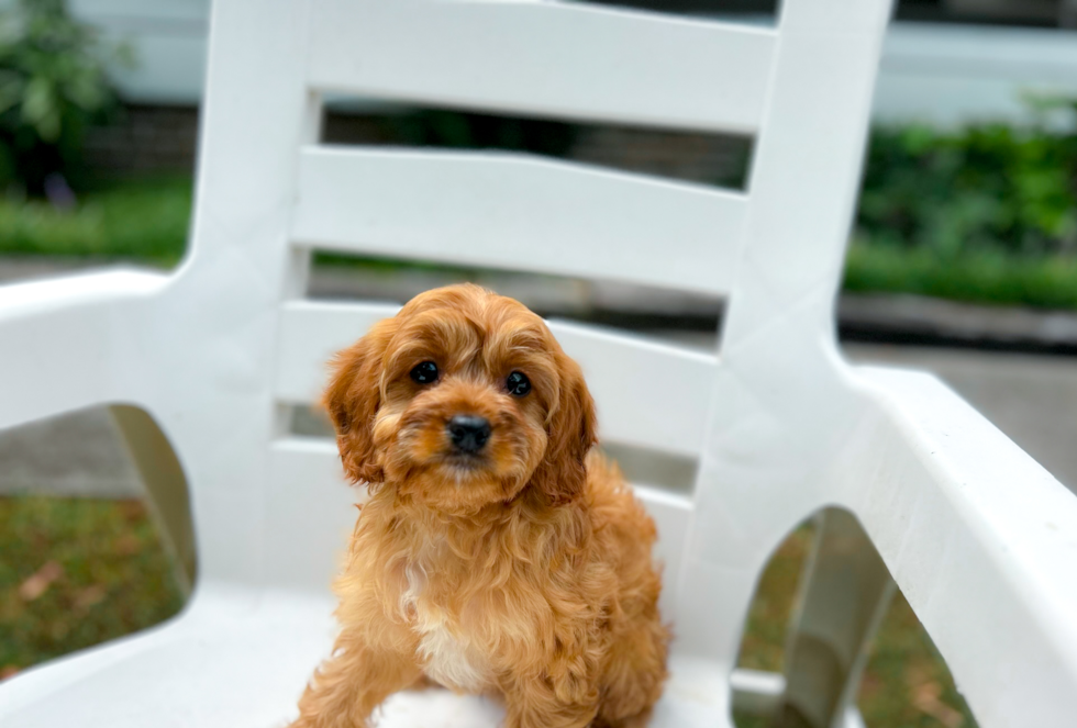 Best Cavapoo Baby