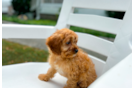 Cavapoo Puppy for Adoption