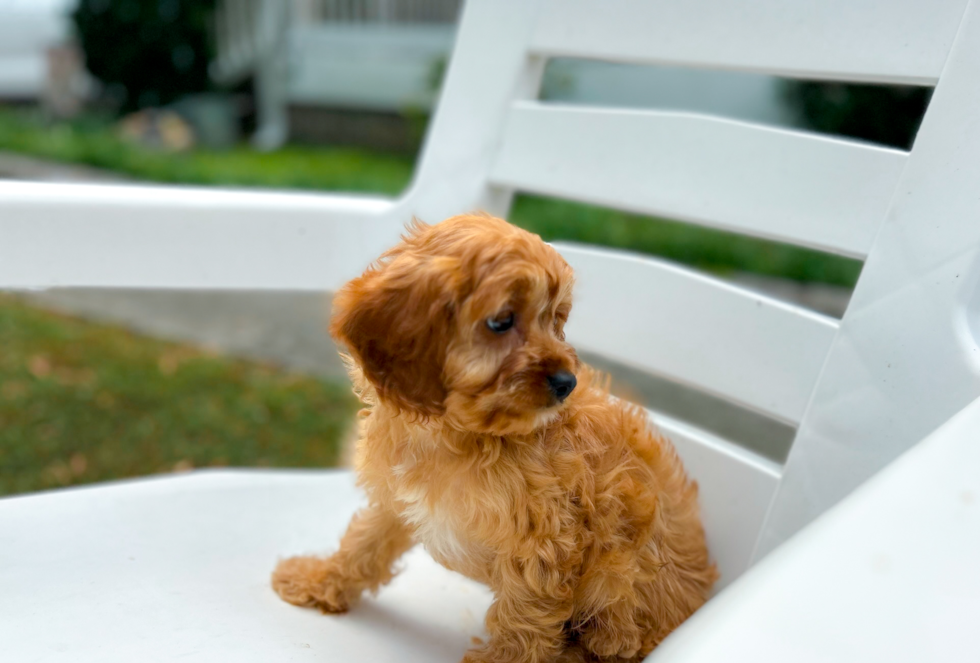 Cavapoo Puppy for Adoption