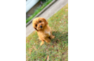 Cavapoo Puppy for Adoption