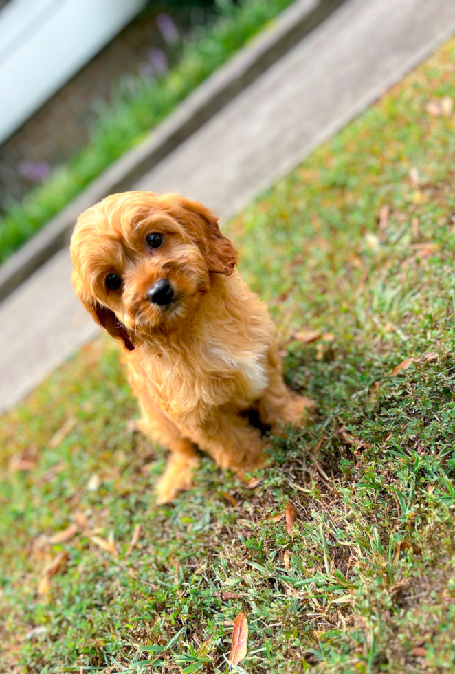 Cavapoo Puppy for Adoption