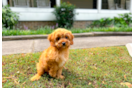 Cavapoo Puppy for Adoption