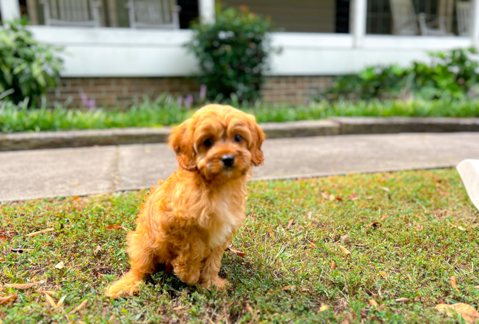 Cavapoo Puppy for Adoption