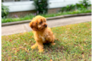 Cute Cavalier King Charles Spaniel and Poodle Mix Poodle Mix Puppy