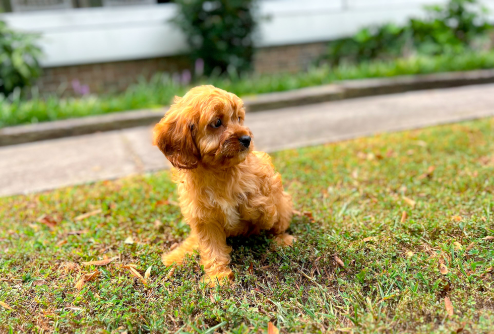 Cute Cavalier King Charles Spaniel and Poodle Mix Poodle Mix Puppy