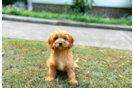 Best Cavapoo Baby