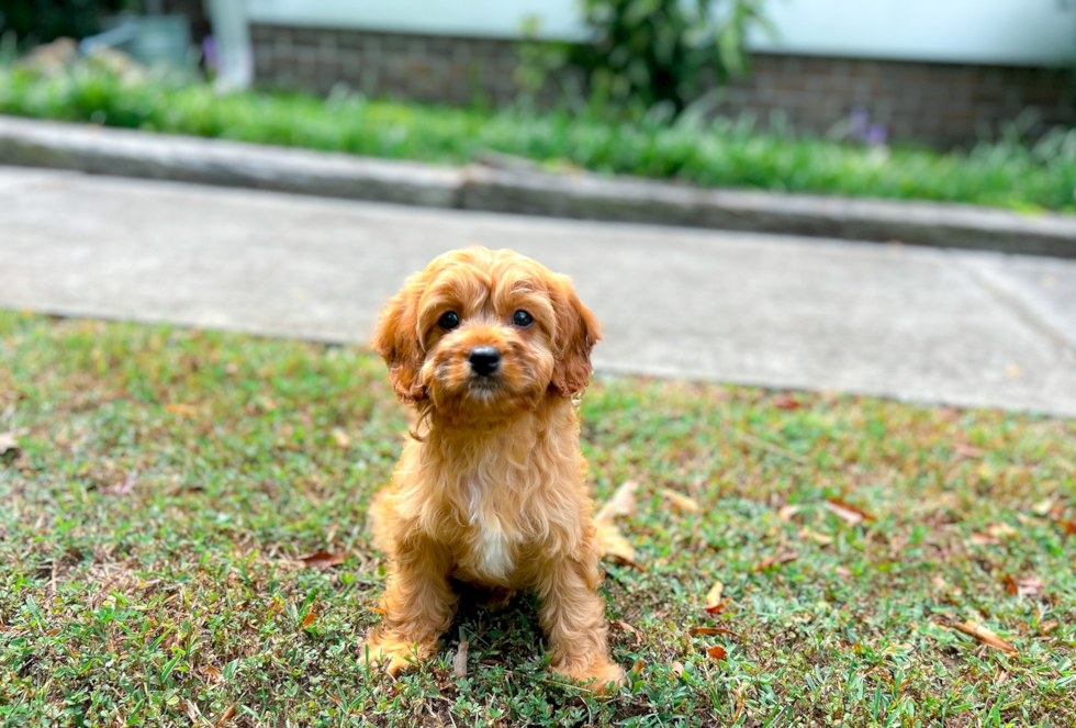 Best Cavapoo Baby