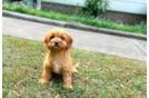 Cute Cavapoo Poodle Mix Pup