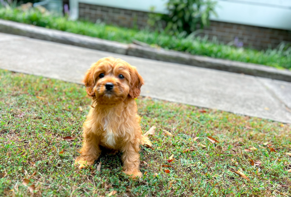 Cute Cavapoo Poodle Mix Pup