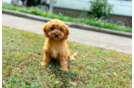 Cute Cavapoo Baby