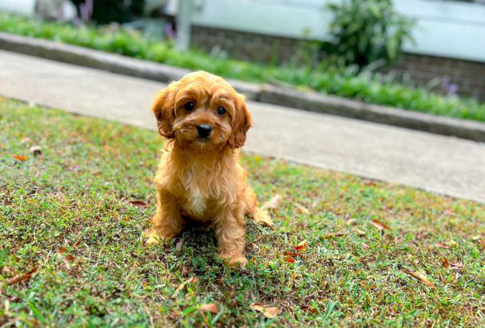 Cute Cavapoo Baby