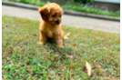 Cavapoo Puppy for Adoption