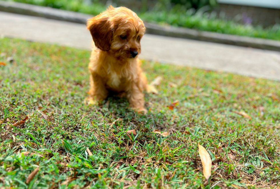 Cavapoo Puppy for Adoption