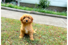 Best Cavapoo Baby