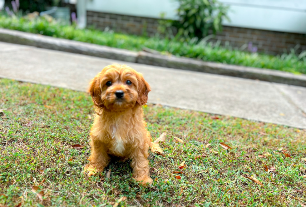 Best Cavapoo Baby