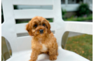 Cavapoo Puppy for Adoption