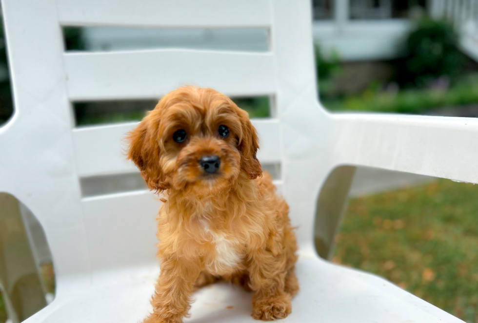 Cavapoo Puppy for Adoption