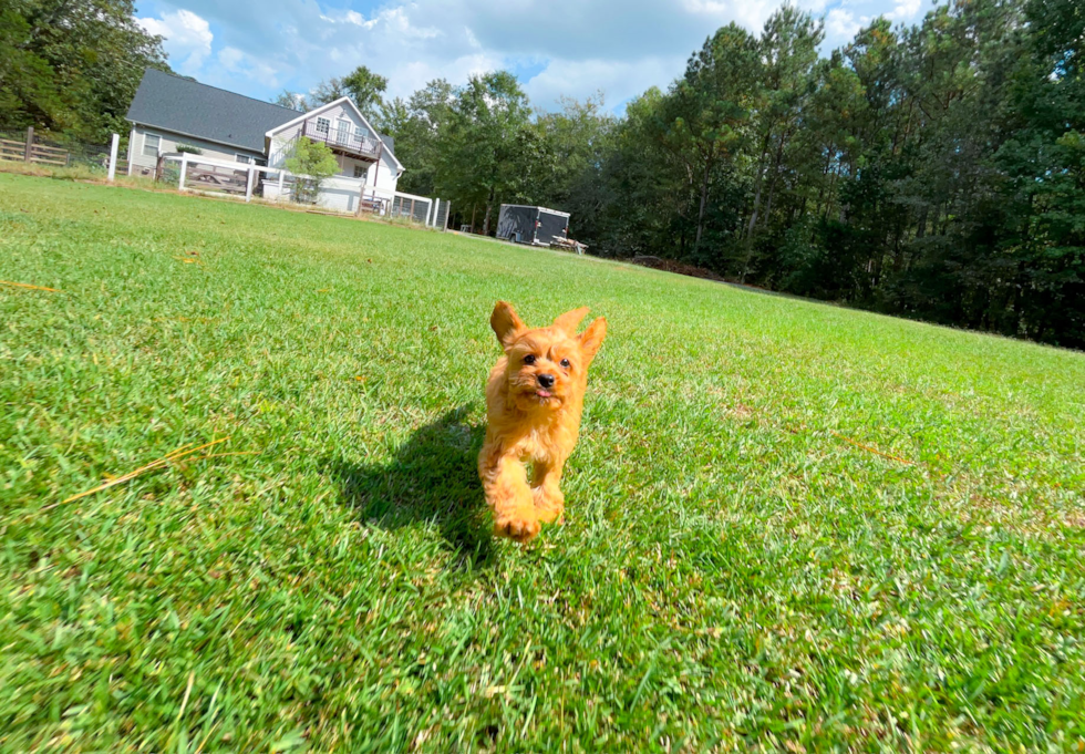 Cute Cavalier King Charles Spaniel and Poodle Mix Poodle Mix Puppy