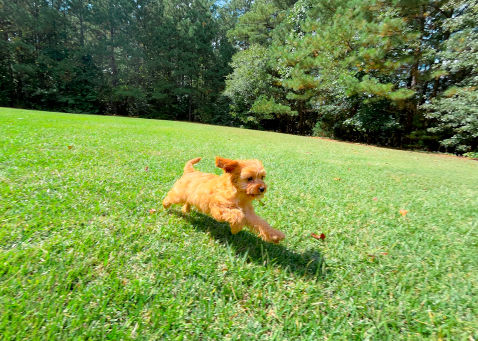 Best Cavapoo Baby