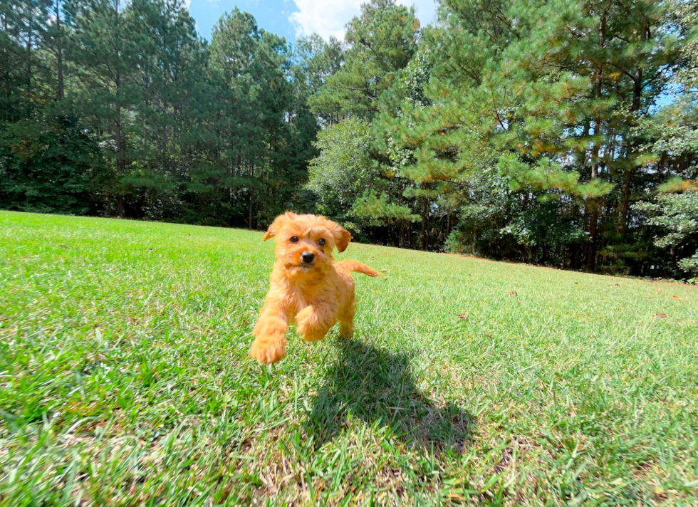 Cavapoo Pup Being Cute