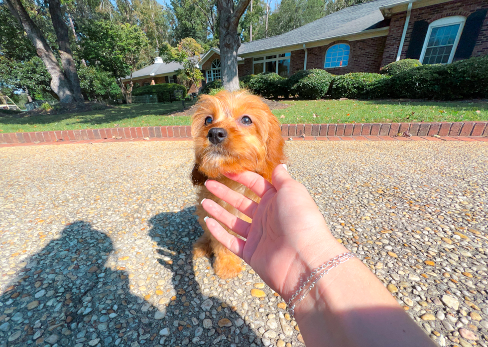 Cavapoo Pup Being Cute