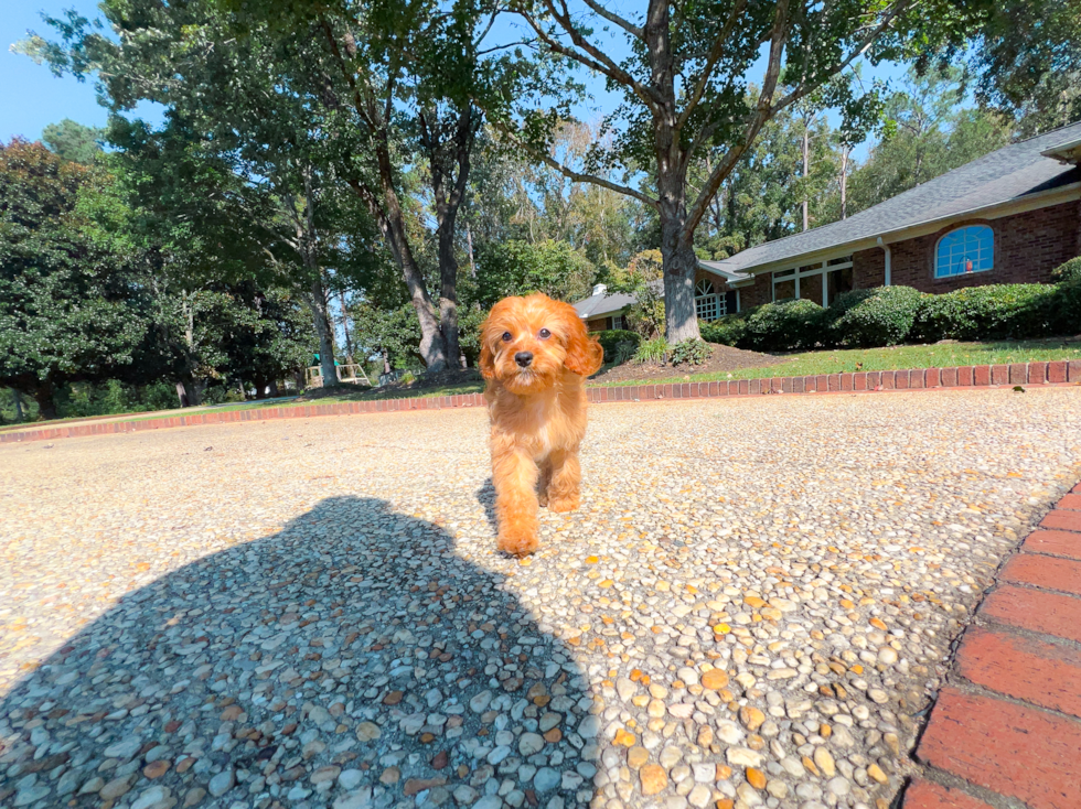 Best Cavapoo Baby