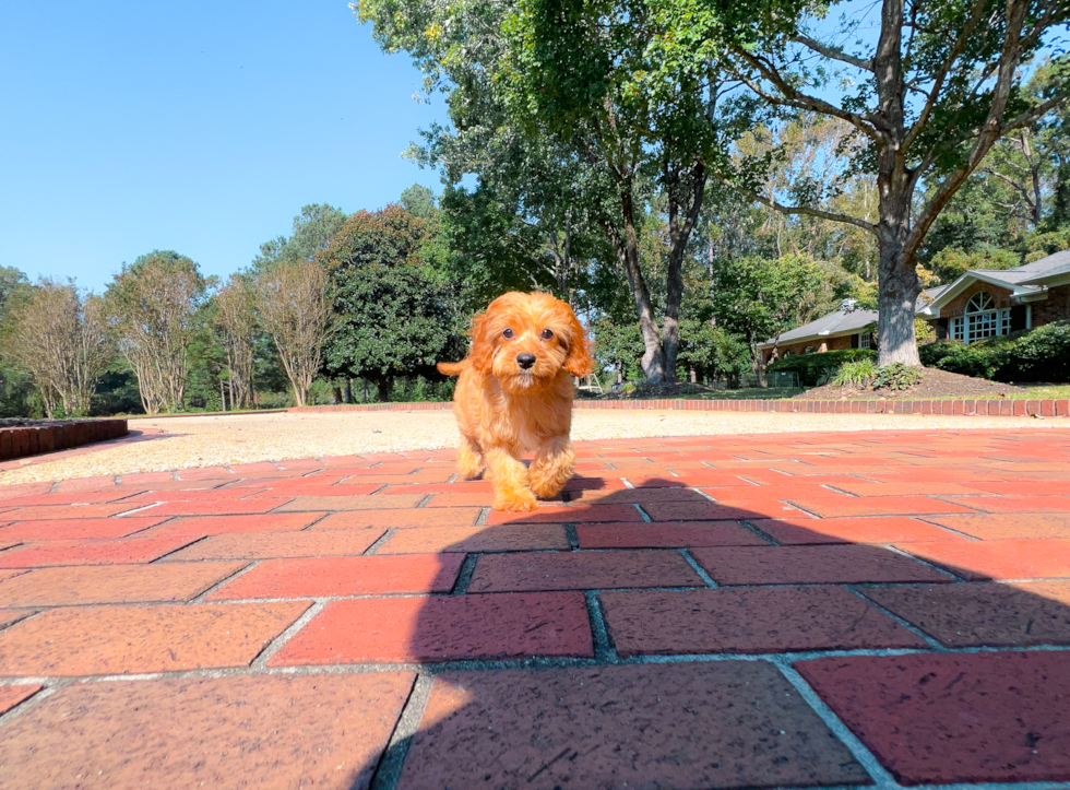 Cute Cavadoodle Poodle Mix Puppy