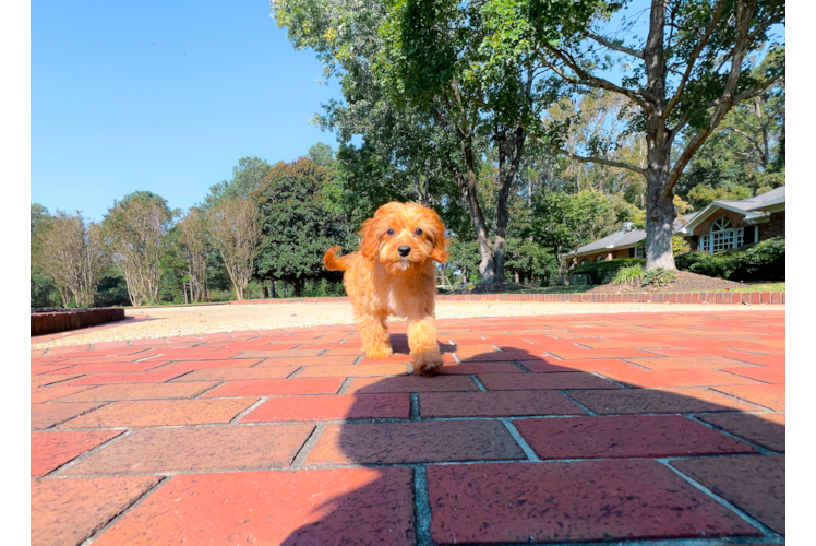 Best Cavapoo Baby