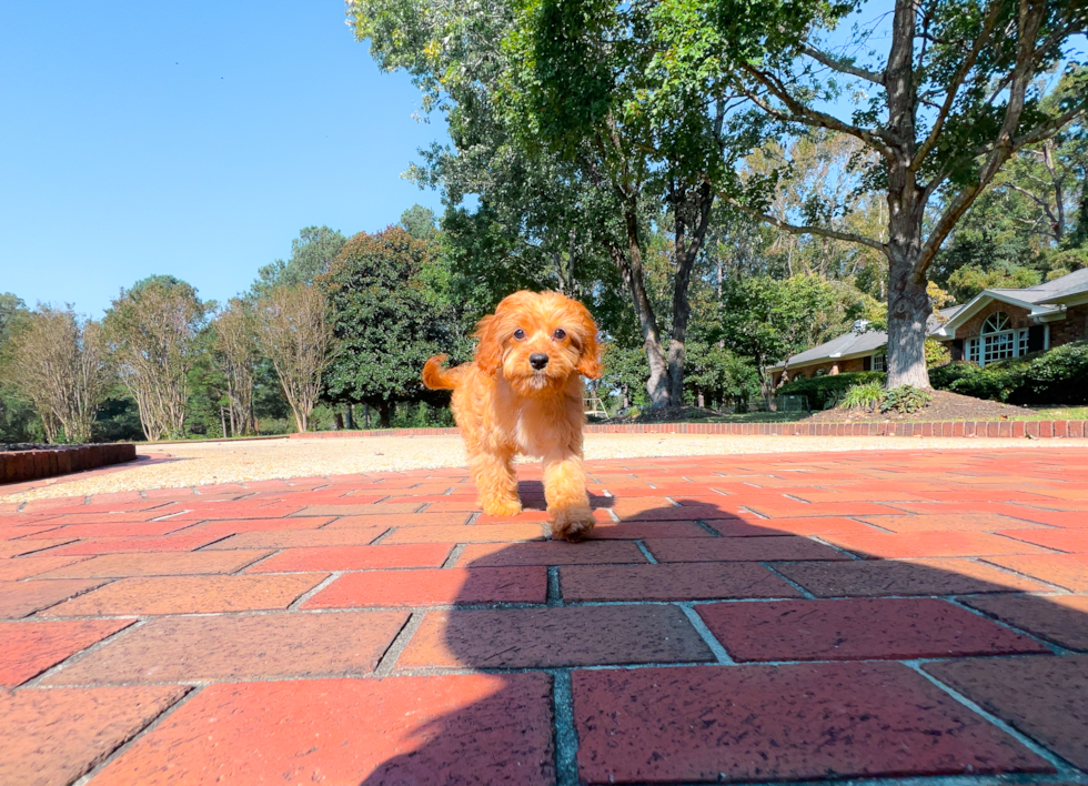 Best Cavapoo Baby