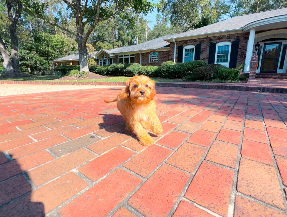 Best Cavapoo Baby