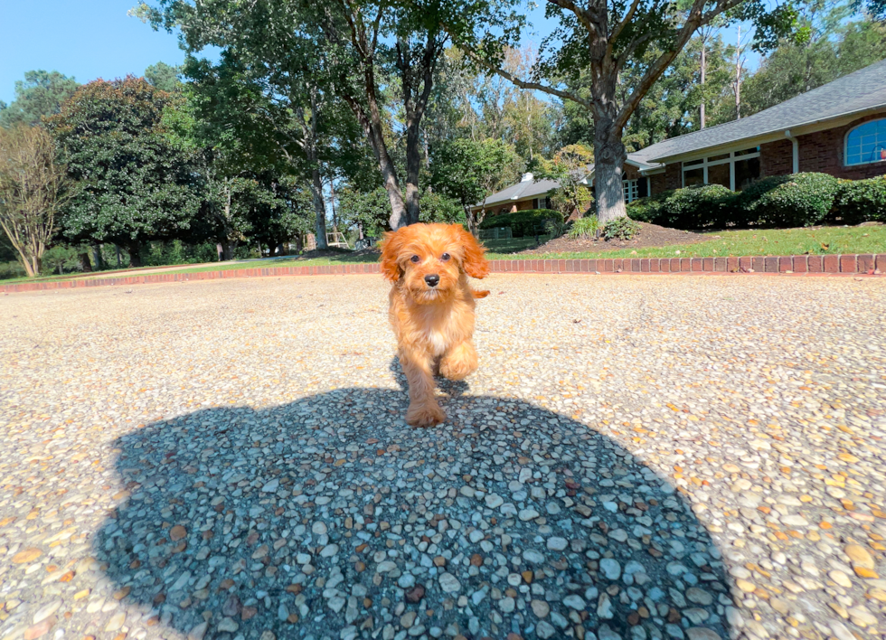 Cute Cavapoo Poodle Mix Pup