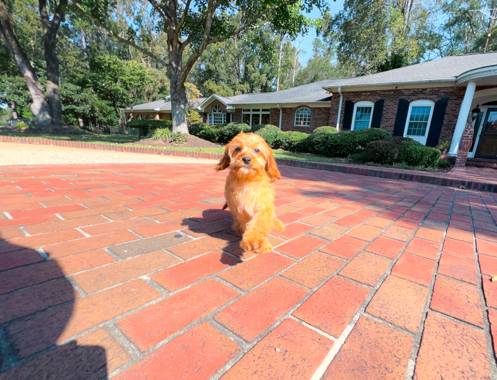 Cute Cavapoo Poodle Mix Pup