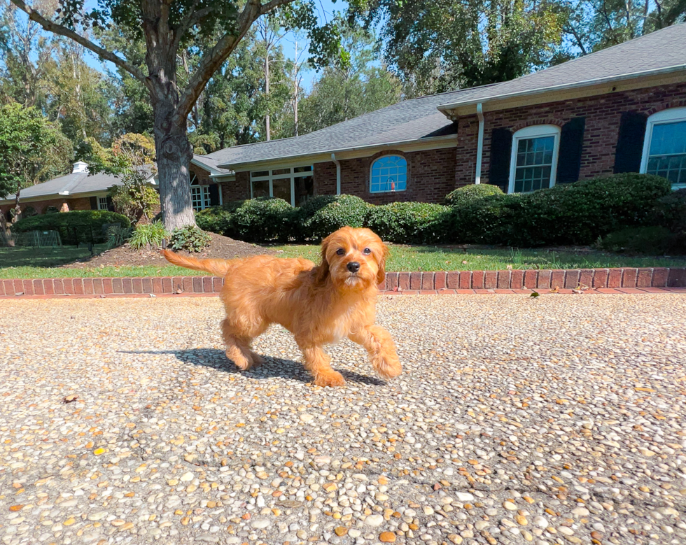 Cute Cavipoo Poodle Mix Puppy