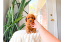 Cavapoo Puppy for Adoption