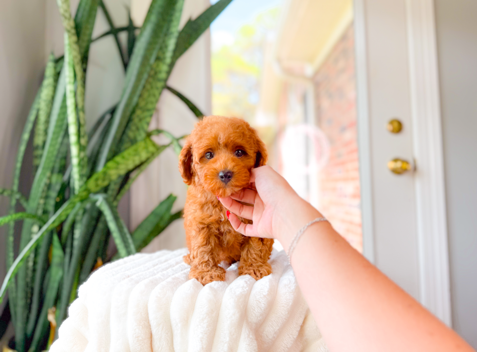 Cavapoo Puppy for Adoption