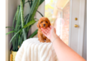 Cute Cavoodle Poodle Mix Puppy