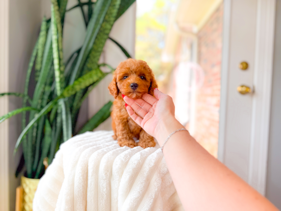 Cute Cavoodle Poodle Mix Puppy