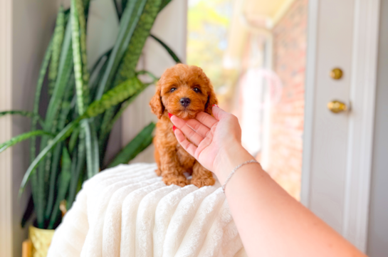 Cute Cavoodle Poodle Mix Puppy