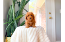 Best Cavapoo Baby