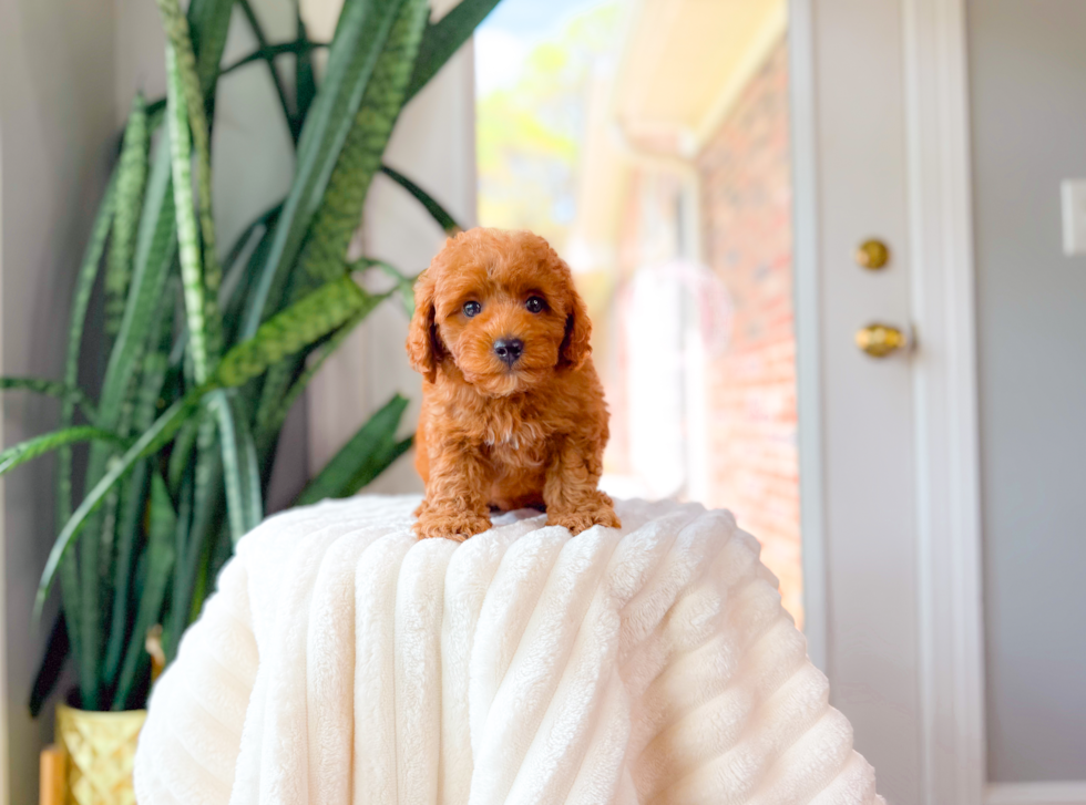 Best Cavapoo Baby
